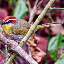 Rufous-capped Warbler
